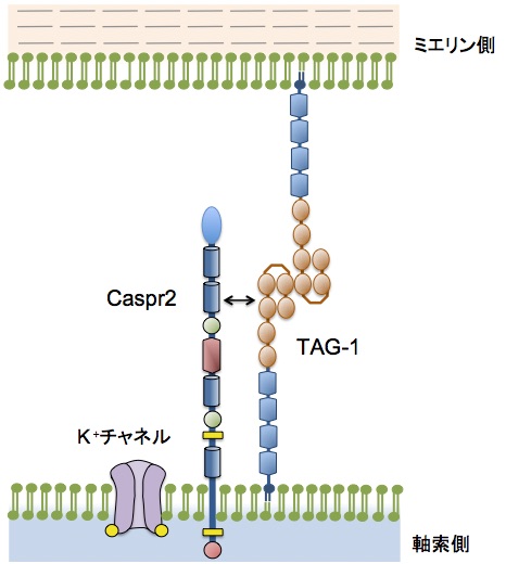ファイル:Masuda-TAG-1 Fig.4-New.jpg