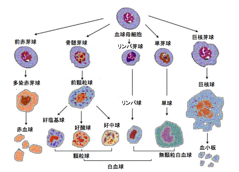 ファイル:細胞系譜2.png
