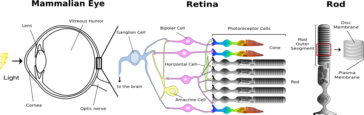 図1：ほ乳類の眼 眼に入った光は、角膜、レンズ、ガラス体を通過し、光受容に特化した視細胞に受容される。網膜中の視細胞は光が入射する方向と反対側にあり、そのため、光は視細胞に達するまでに神経節細胞や双極細胞が含まれる神経層を通過することになる。 脊椎動物の眼には形態的に異なる2種類の視細胞、桿体（Rod）と錐体（Cone）があり、それぞれ、暗所、明所での視覚を分担している。そのため、それぞれ異なる応答特性を持っている。 桿体は感度が高いが応答が遅く、錐体は桿体よりも感度は低いが応答が速い。 また、錐体には複数のサブタイプがあり、それぞれ、赤、緑、青の光を吸収しやすい視物質が含まれており、色識別を可能にしている。桿体にはロドプシンが大量に含まれる円盤膜がパンケーキ状に重なっている。暗所での光受容に特化した桿体は単一光子を検出するほどの感度を有している。