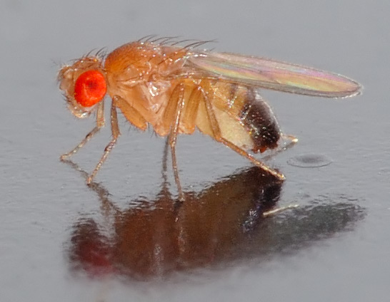 ファイル:Drosophila melanogaster - side (aka).jpg