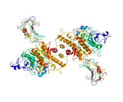 ファイル:Protein NLGN4X PDB 2WQZ.png