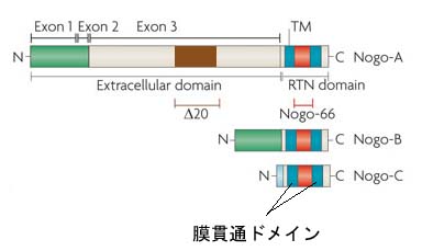 ファイル:Nogo蛋白一次構造.jpg