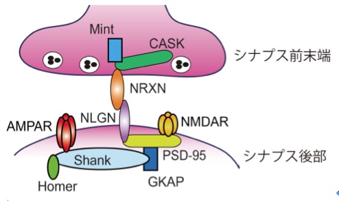ファイル:図2．興奮性シナプスにおけるニューレキシンとニューロリギンの結合模式図.jpg