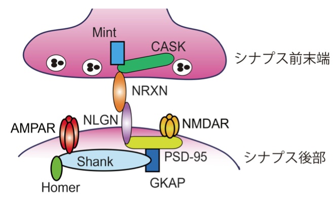 ファイル:図2興奮性シナプスにおけるNRXNとNLGNの結合模式図.jpg