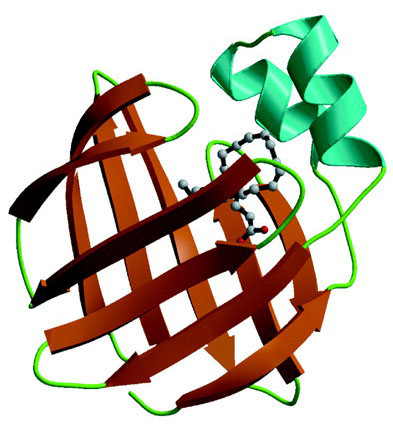 ヒトB-FABPとDHAの複合体を示す。図は[1]からの引用。(c) the American Society for Biochemistry and Molecular Biology
