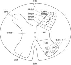 脊髄后角 脊髄の灰白质は蝶が羽根を広げたよ