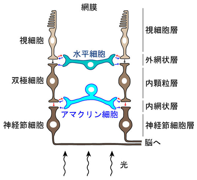 ファイル:Takeshiimai Fig 3.jpg