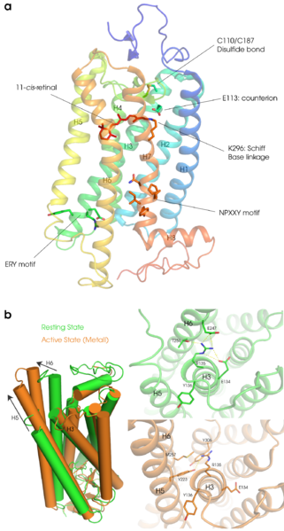 ファイル:Rhodopsin structure.png