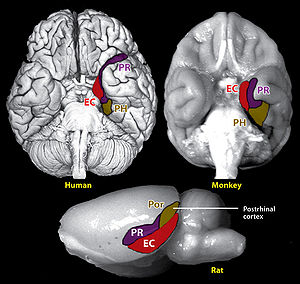 図1　ヒト、サル、ラットの脳における嗅周野の位置　　PR、嗅周野。ER、嗅内野。PH、海馬傍皮質。POR、後嗅皮質。参考文献（１）より抜粋。