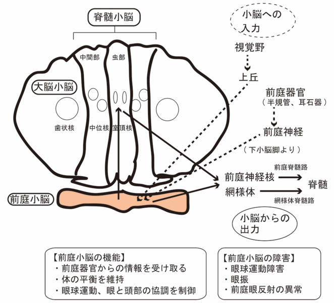 ファイル:Yokoseki spinocerebellar degeneration Fig5.png