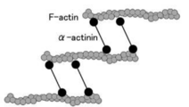 図2．αアクチニンによるF-actinの束化 αアクチンはアクチン結合蛋白質であり、Fアクチン（線維状アクチン）を束ねる。