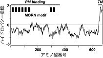 図1．ウサギ1型ジャンクトフィリン(JP-1)のハイドロパシー指標 横軸に記されたアミノ酸番号が最も大きいカルボキシル末端側に疎水性が高い推定膜貫通領域(TM)が存在する。また、アミノ酸番号が小さいアミノ末端側には、MORNモチーフと命名された繰り返し配列が8回現れる(MORN motif)。この部分が欠損したIn vitro合成mRNAを注入した両生類初期胚の細胞では、野生型では細胞表層膜直下に局在するJP-1が細胞質内に拡散するため、この領域がJP-1と細胞表層膜との結合に必要であると考えられる(PM binding)。