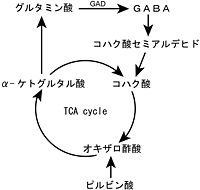 図　GABAの合成・代謝経路
