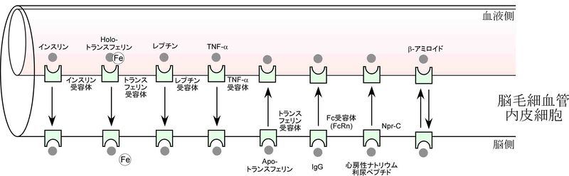 ファイル:Tachikawa fig3c.jpg