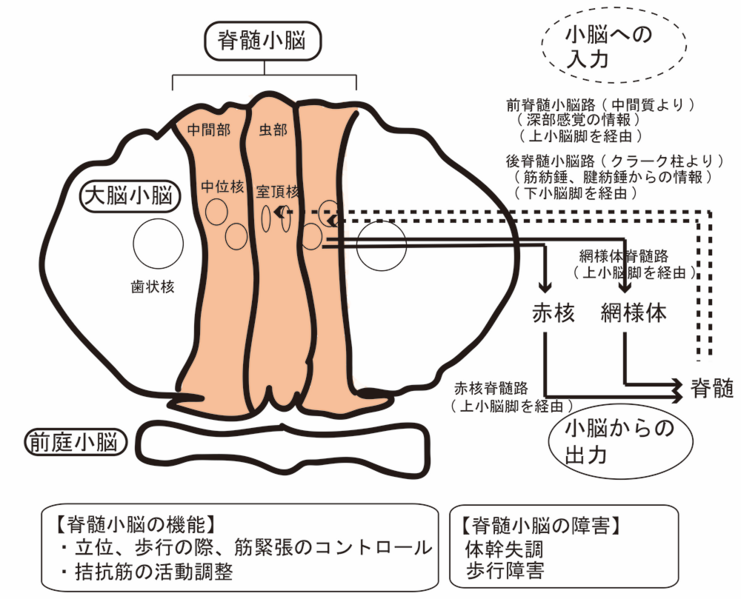 ファイル:Yokoseki spinocerebellar degeneration Fig4.png