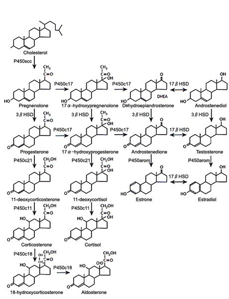ファイル:Steroid synthesis.png