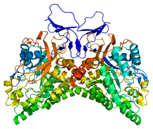 Protein CRMP1 PDB 1kcx.png