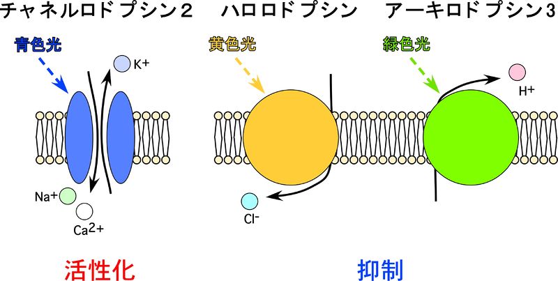 ファイル:光遺伝学図2.jpg