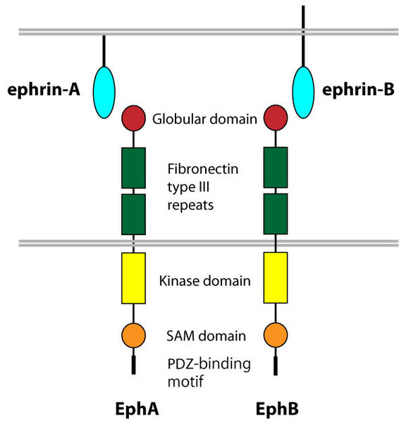 ファイル:Structure of Eph receptors.jpg
