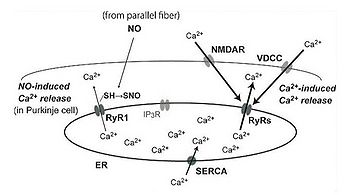 図1．リアノジン受容体を介するシグナル系 脳の神経細胞におけるリアノジン受容体(RyRs)を介するシグナル伝達。海馬の錐体細胞ではNMDA型グルタミン酸受容体(NMDAR)、小脳のプルキンエ細胞では電位依存症カルシウムチャネル(VDCC)を介する細胞外からのカルシウム流入による細胞内カルシウム濃度上昇により、Ca2+-induced Ca2+ releaseが起こる。一方、小脳プルキンエ細胞では一酸化窒素(NO)による1型RyR(RyR1)のS-ニトロシル化によりNO-induced Ca2+releaseも起こる。ER:endoplasmic reticulum; IP3R:inositol 1,4,5 tris phosphate receptor; SERCA: sarco/endoplasmic reticulum Ca2+ ATPase.