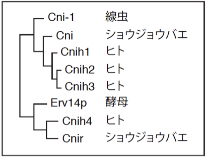 天文学者は太陽系の彼方で失われた2つの惑星を信じている