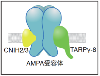 デング熱検査はどのように機能するのでしょうか?利用可能な 3 つのタイプを確認してください
