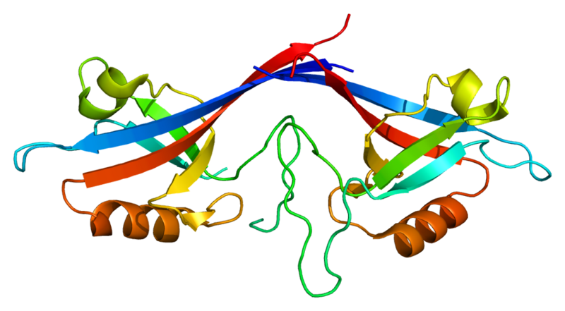 ファイル:Protein SHANK1 PDB 1q3o.png
