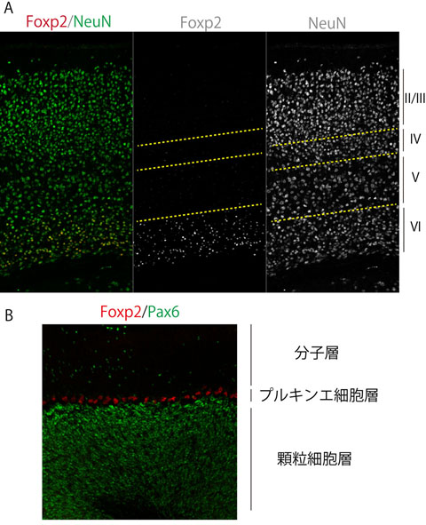 図2 Foxp2の発現パターン (A)マウス14日齢の大脳新皮質領域 (B)マウス30日齢の小脳皮質領域