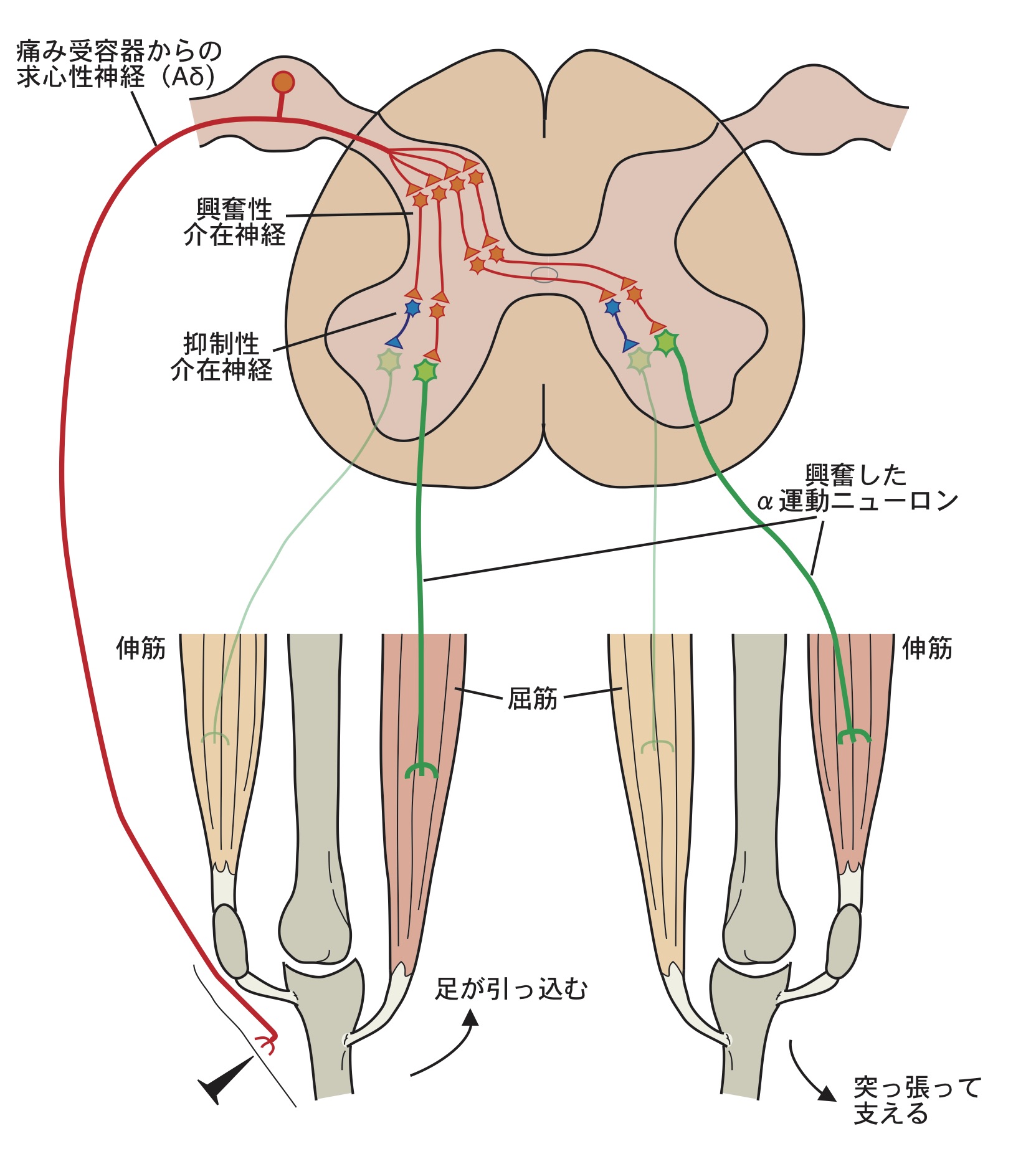 図2．屈曲反射の反射弓 片方の足などに痛み刺激が加わると、痛み受容器が活動する。その活動は求心性神経を通って脊髄に入り、屈筋を興奮させ、伸筋を抑制する。すると痛みを受けた足は痛みを避けるように上がる。これと同時に、対側に投射する介在細胞によって、逆の足が踏ん張れるように、伸筋を興奮させ、屈筋を抑制する。これで、痛みから逃げても身体が倒れることはない。
