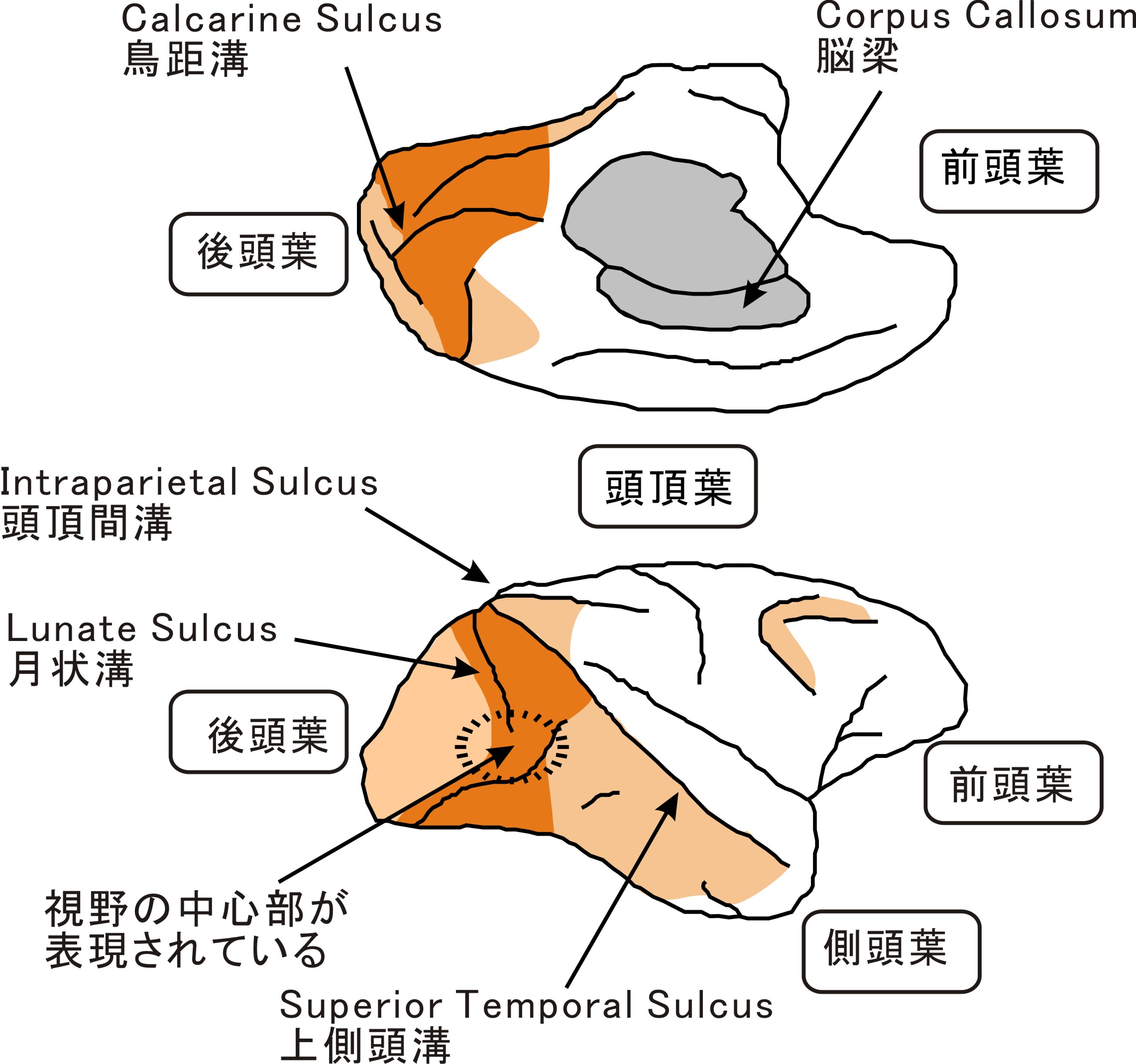 図１　マカクザルの大脳皮質（右半球）外側面（下図）の上側が頭頂葉（背側）、下側が側頭葉（腹側）を示す。右側が前頭葉（前側）、左側が後頭葉（後側）。内側面（上図）は上下を逆に示す。