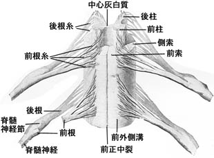 ファイル:Spinal cord with spinal nerve.jpg