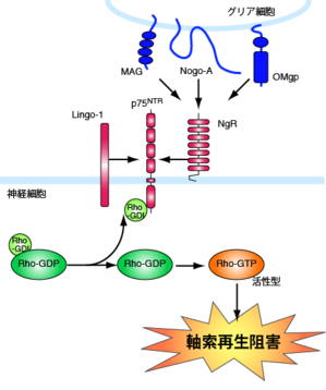 2. 軸索再生阻害のシグナル伝達機構.png