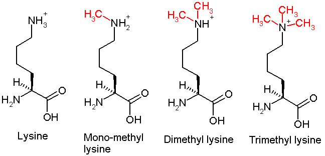 ファイル:Methylation-lysine.PNG