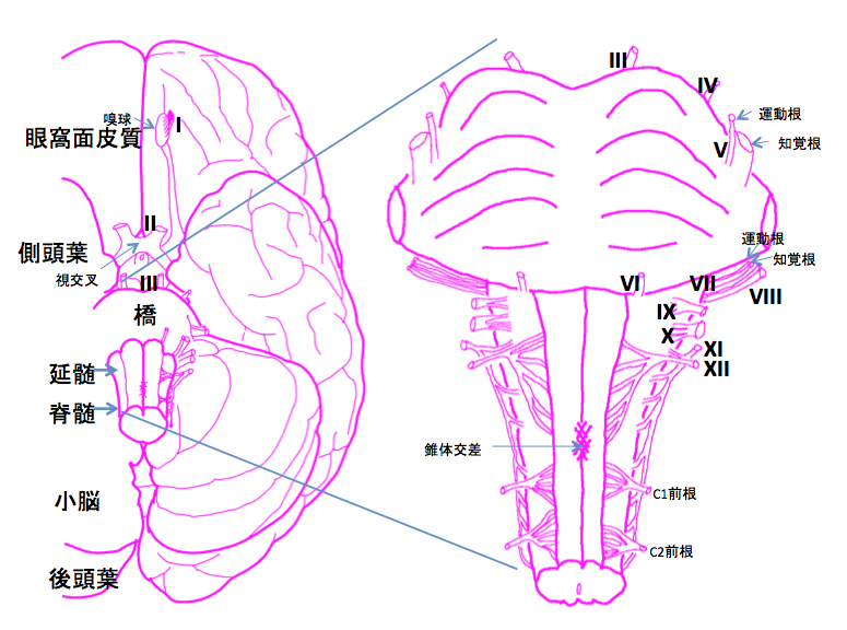 ファイル:脳神経の構成.png
