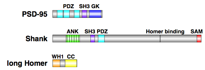 ファイル:Scaffolding proteins 1.jpg