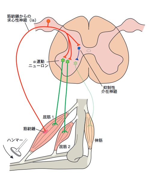 図1．伸張反射の反射弓 外的な力が加わって関節が急激に引き延ばされたり、腱に打撃を受けることなどによって屈筋1が伸張すると、その筋紡錘が活動する。筋紡錘の活動は、求心性神経を通って脊髄に達し、屈筋1のα運動ニューロンを興奮させ、屈筋1は収縮する。求心性神経は同時に、屈筋2のα運動ニューロンも興奮させる一方で、抑制性介在細胞を介して伸筋のα運動ニューロンを抑制する。結果として関節は屈曲する。