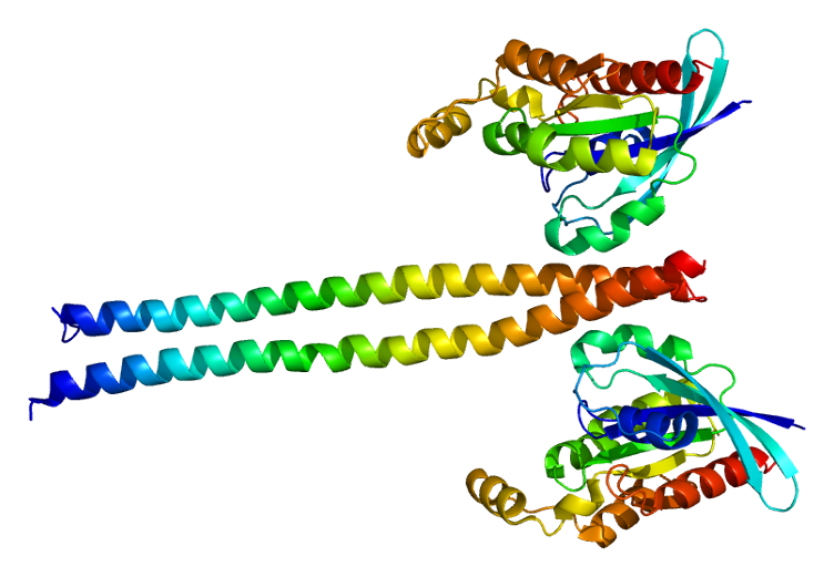 ファイル:Protein ROCK1 PDB 1s1c.png