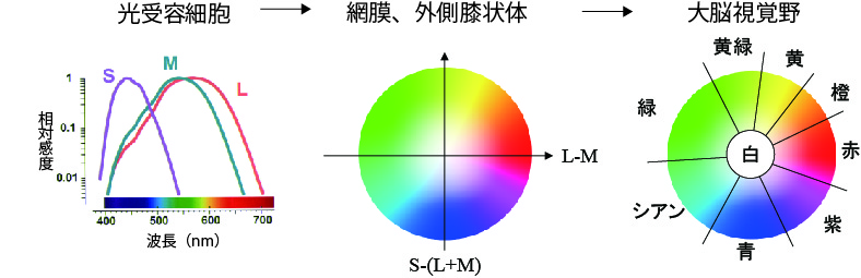 ファイル:図１色変換過程.jpg