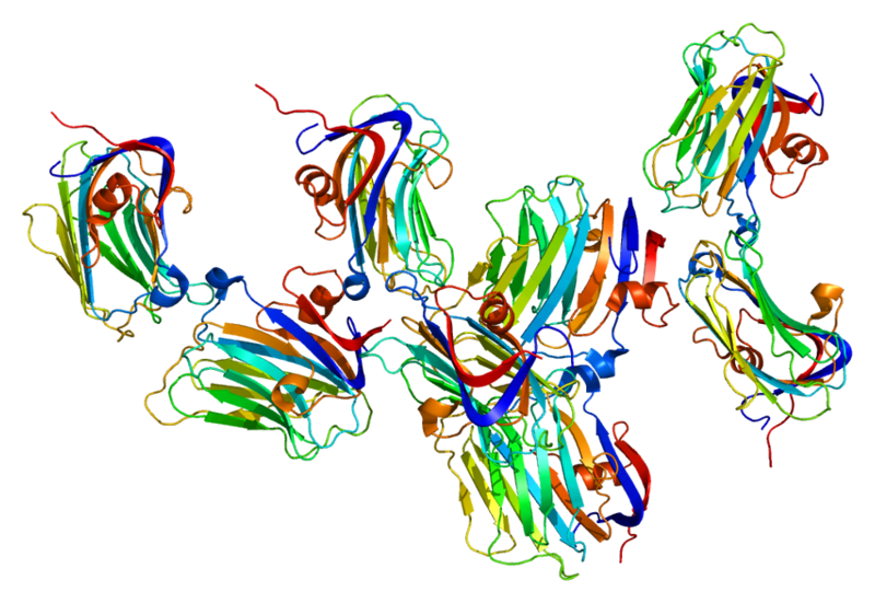 ファイル:Protein NRXN1 PDB 1c4r.png