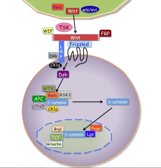 ファイル:Wnt signaling pathway diagram.jpg