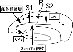 図１　二経路実験の配置　海馬急性切片に刺激電極S1S2と記録電極Rを置く。