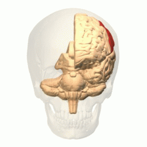 ファイル:Parietal lobe animation.gif