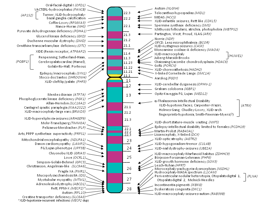 図1.　 XLID症候群とその責任遺伝子 症候性XLIDの100症候群とその責任遺伝子75遺伝子を示す。(Greenwood Genetic Center, updated June 2011より改変引用)