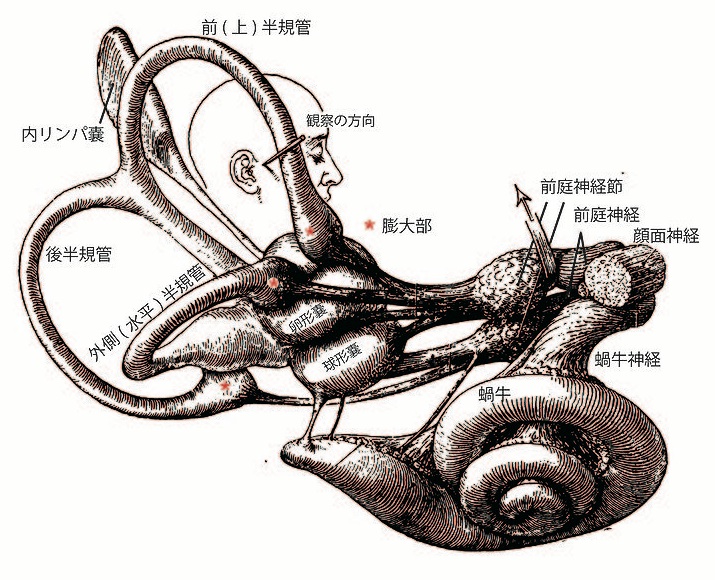 耳石器.卵形嚢(utricle) と球形嚢(saccule)