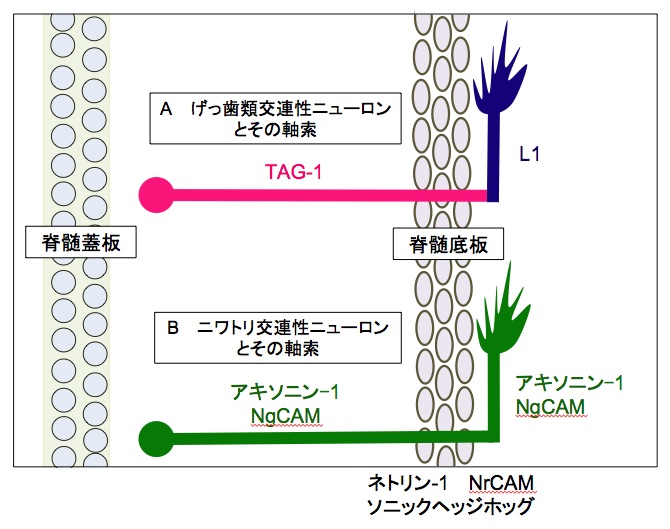 ファイル:Masuda-TAG-1 Fig.3.jpg