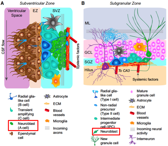 HeLa 細胞は非常に丈夫なので、医学研究に非常に役立ちます。 iStock写真/Thinkstock
