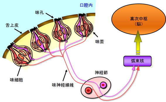 動物細胞:その正体、部位、機能 - ミトコンドリア