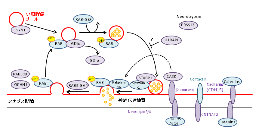 図3.　 シナプス前終末におけるID関連分子群 シナプス小胞形成から神経伝達物質の放出までの代表的な経路を示す。ID関連遺伝子がコードする分子は紫色で提示されている。(H. van Bokhoven, 2011より改変引用)