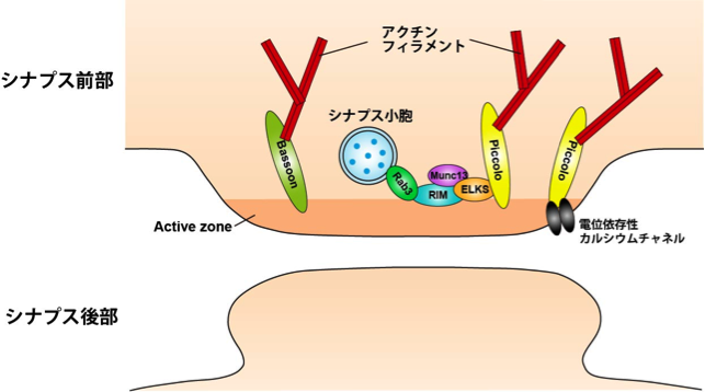 ファイル:図5足場タンパク質.png