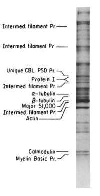 ファイル:PSD proteins.png